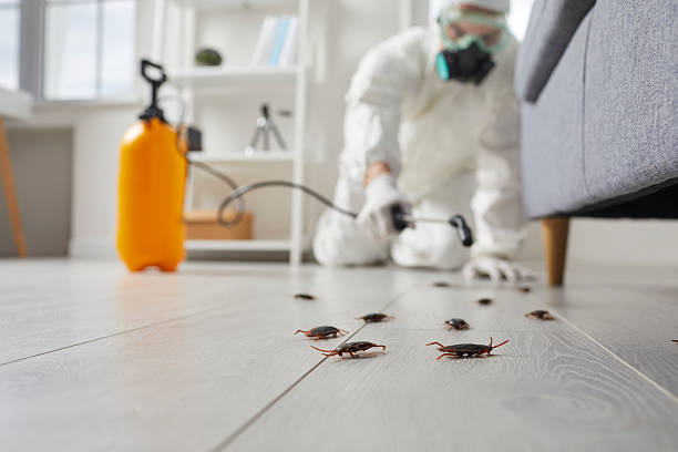 Post-Treatment Bed Bug Interceptor Monitoring in Marlin